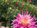 Pink-yellow dahlia bloom in foreground with mixed flower field and trees behind
