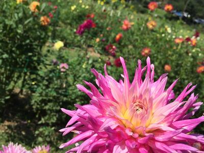 Pink-yellow dahlia bloom in foreground with mixed flower field and trees behind