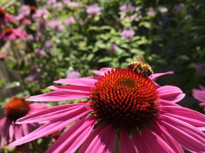 coneflower