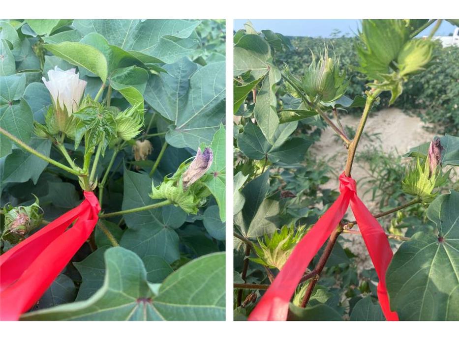 Flagging blooms