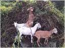 goats