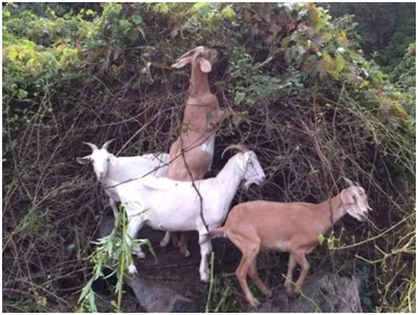 goats