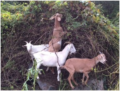 goats