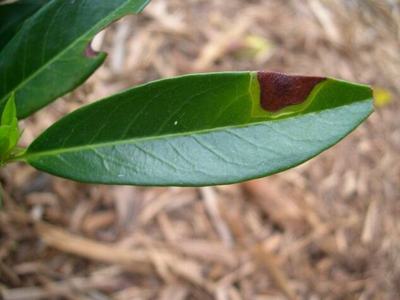 fungal leaf spot