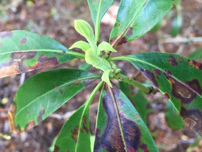 leaf spot mt laurel