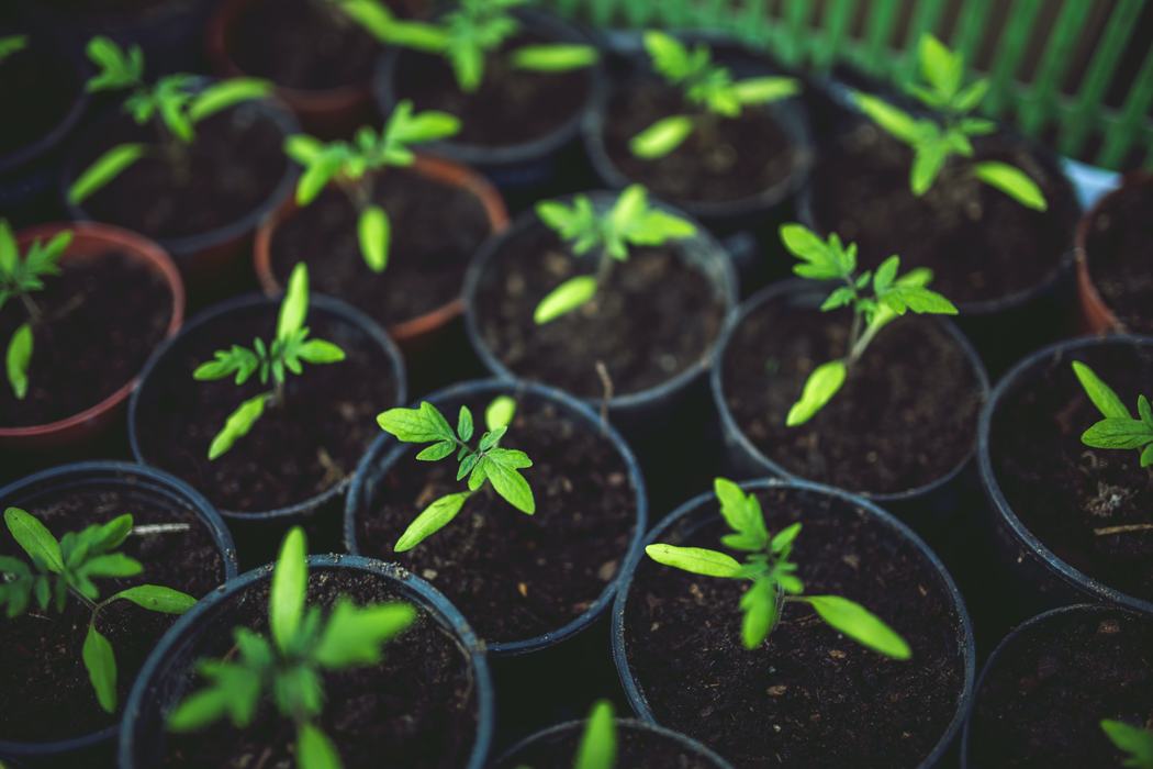 The image is made up of several small gardening pots filled with dark soil with small tomato plant leaves peeking out of the soil.
