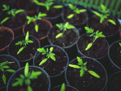 The image is made up of several small gardening pots filled with dark soil with small tomato plant leaves peeking out of the soil.