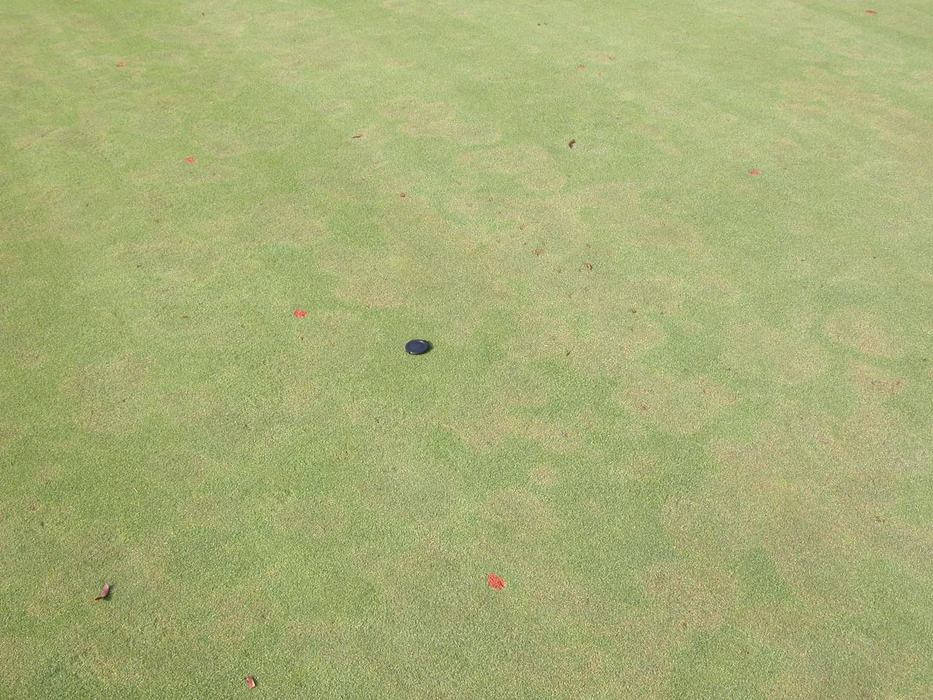 Stand symptoms of Pythium root dysfunction