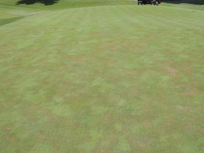 Patchy golf green showing brown and green turf discoloration, golf cart at top edge