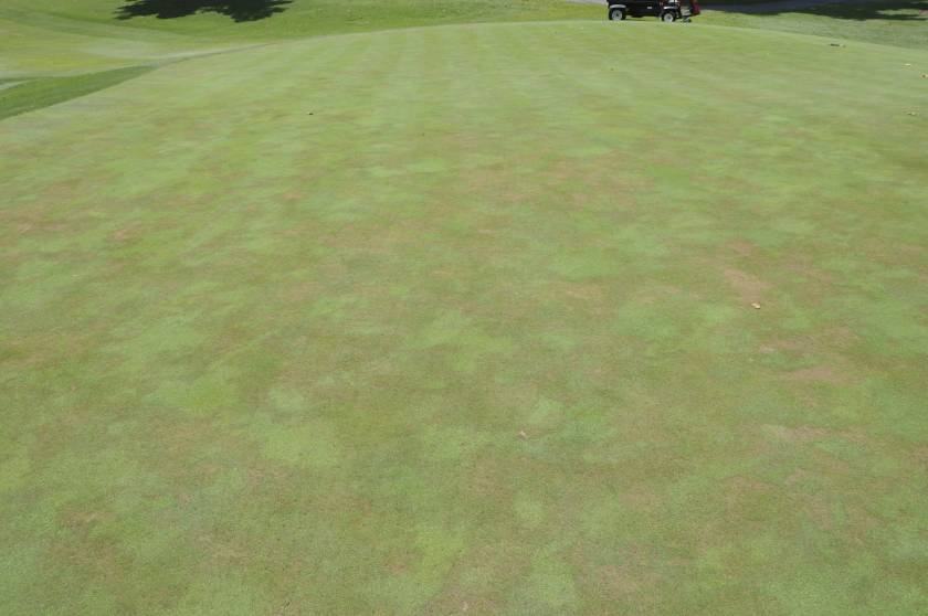 Stand symptoms of Pythium root rot