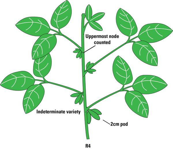 Soybean plant with small pods