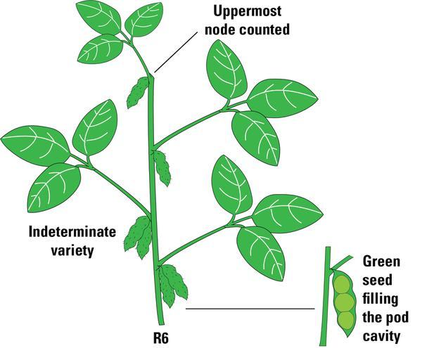 Soybean plant in pod fill