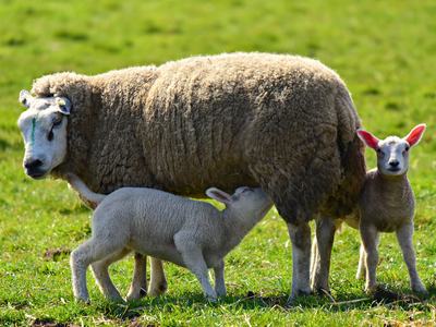 ewe and 2 lambs