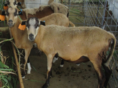 Two brown sheep with black faces and orange ear tags in a metal pen