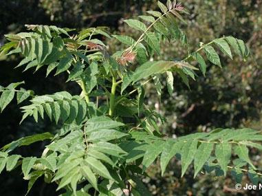 tree of heaven photo by Dr. Joe Neal, NC State University