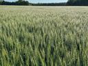 wheat field with blue sky in background and tree line