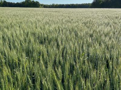 wheat field with blue sky in background and tree line