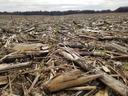 Corn stubble field with small green shoots emerging from soil