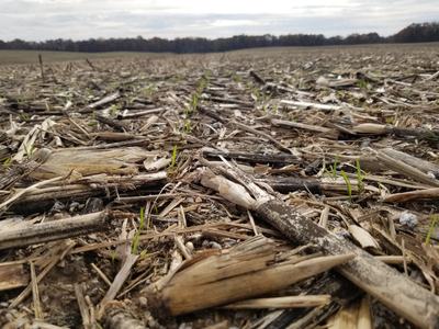 Corn stubble field with small green shoots emerging from soil