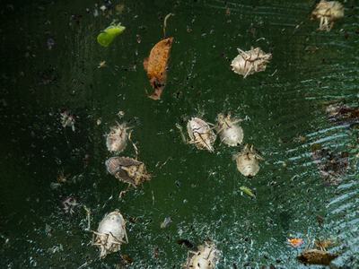 Brown marmorated stink bugs on trap