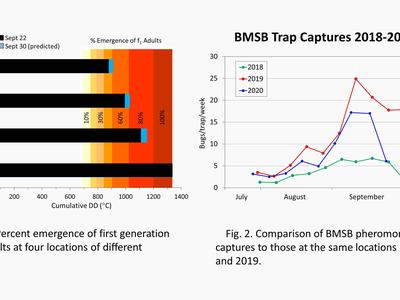 Charts showing brown marmorated stink bug emergence at various locations, and 2020 BMSB populations compared to 2019 and 2018