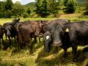 Herd of black cows standing in a grassy field, several with yellow ear tags