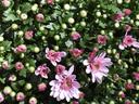 Chrysanthemum blooming