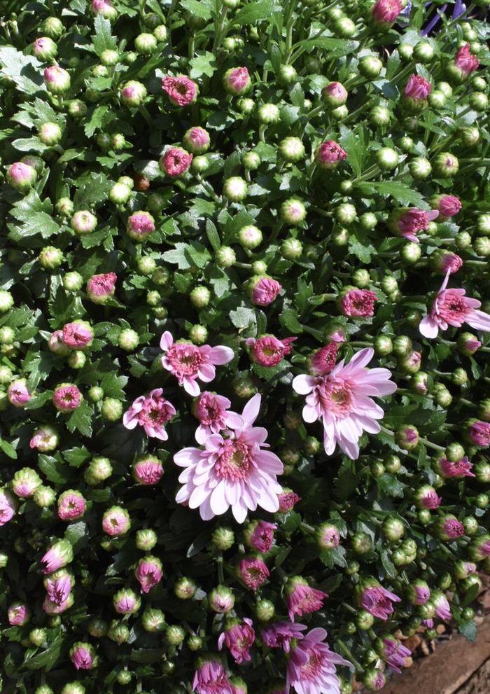 Chrysanthemum blooming