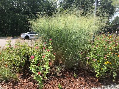 Tall ornamental grass in mulched flowerbed with pink and yellow zinnias and white car behind