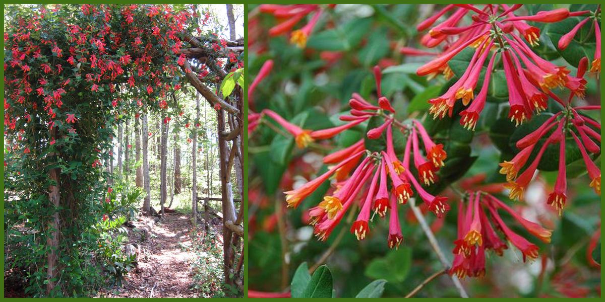 Coral Honeysuckle