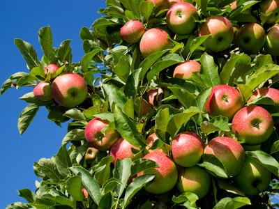 Apples on a tree