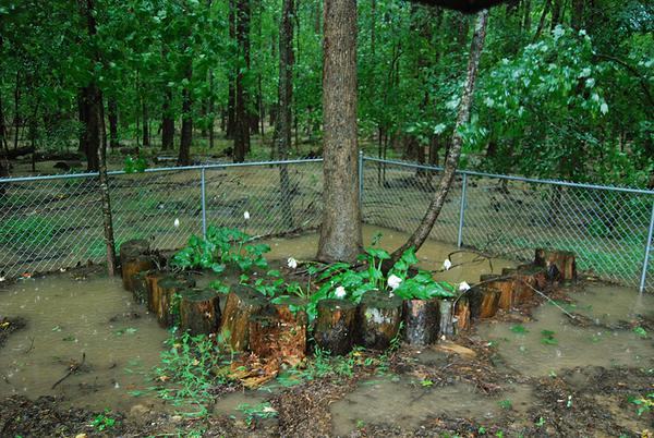 Flooded backyard