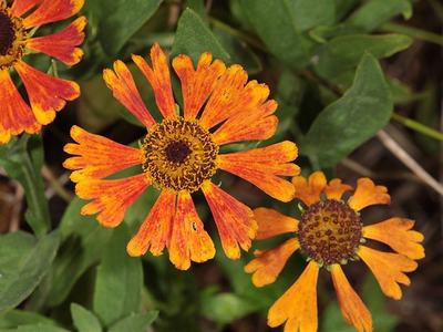 Helenium Moerheim Beauty