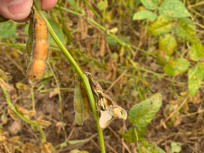 Hand holding soybean stem with pods, one split open showing soybeans