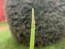 Single grass blade held between fingers with brown circular leaf lesions