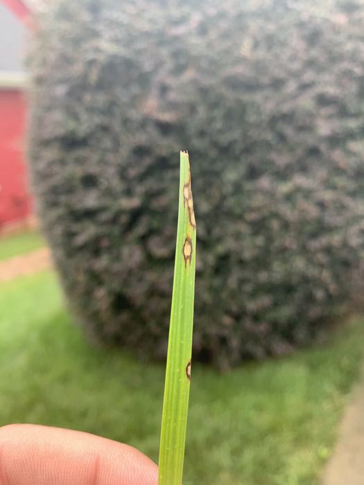 Gray leaf spot