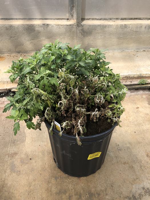 Fusarium wilt of chrysanthemum