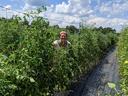 Person standing among tall trellised tomato plants in a field under cloudy sky