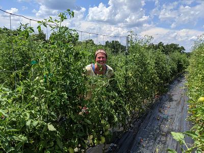 Person standing among tall trellised tomato plants in a field under cloudy sky