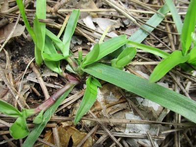 Doveweed leaves