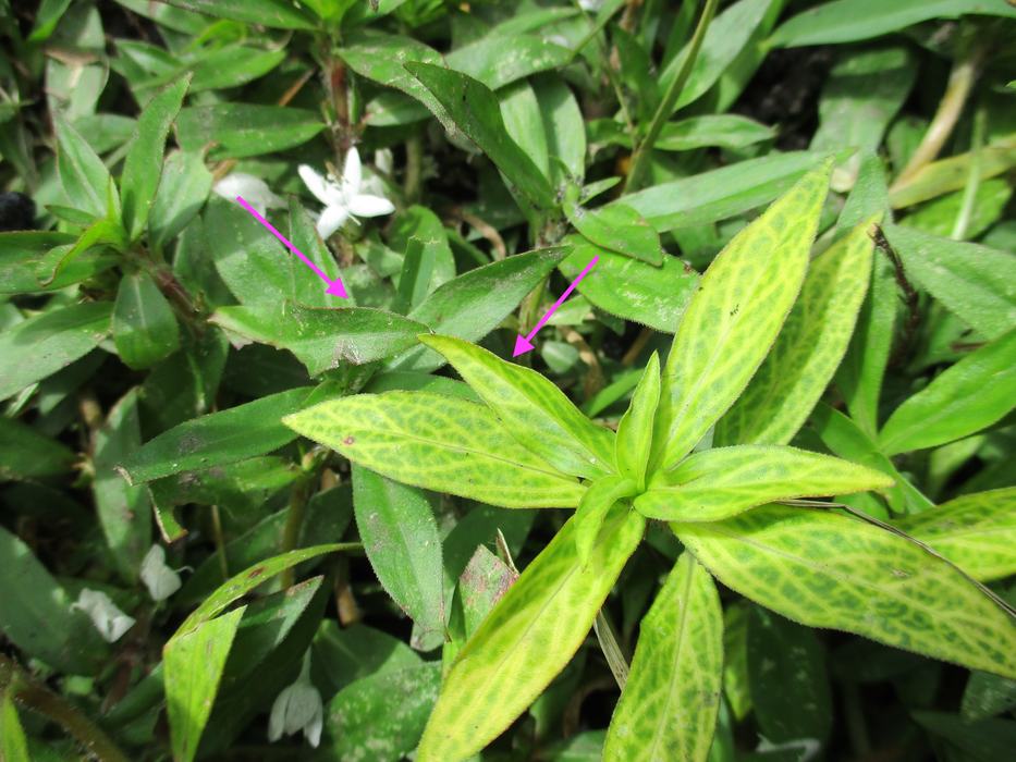 Virginia buttonweed foliage