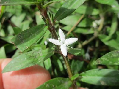 Virginia buttonweed flower