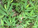 Japanese Stiltgrass
