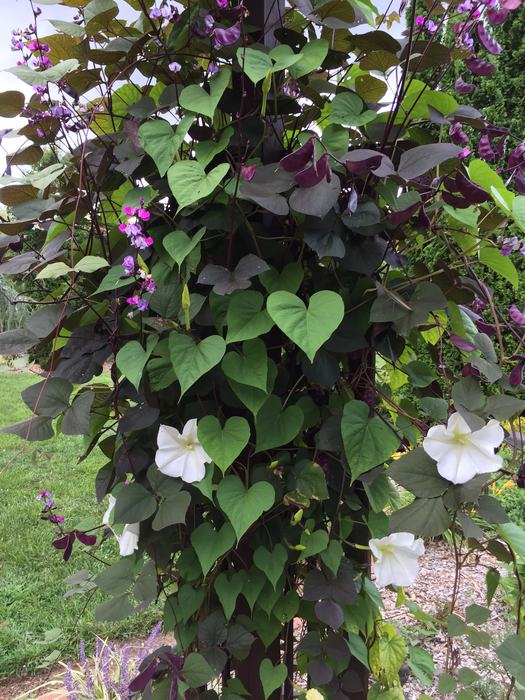 Purple hyacinth beans and moonflower