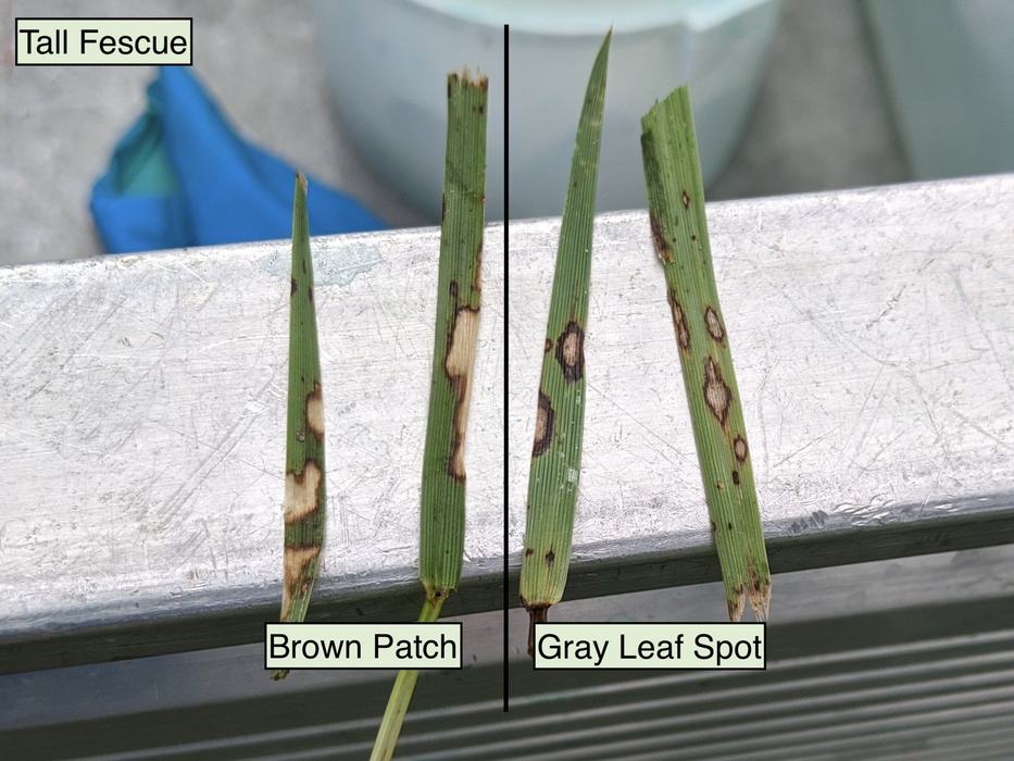 Brown patch lesions vs. gray leaf spot
