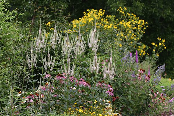 pollinator garden