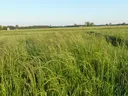 Tall green grass in a wide field with distant trees and houses under clear sky