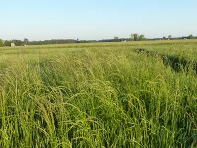 Tall green grass in a wide field with distant trees and houses under clear sky