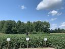 Soybean fields