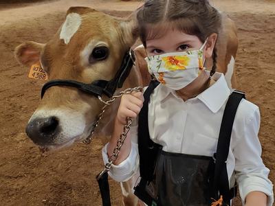Young girl in floral mask holding a show calf by lead in an indoor fair ring; ear tag 4388